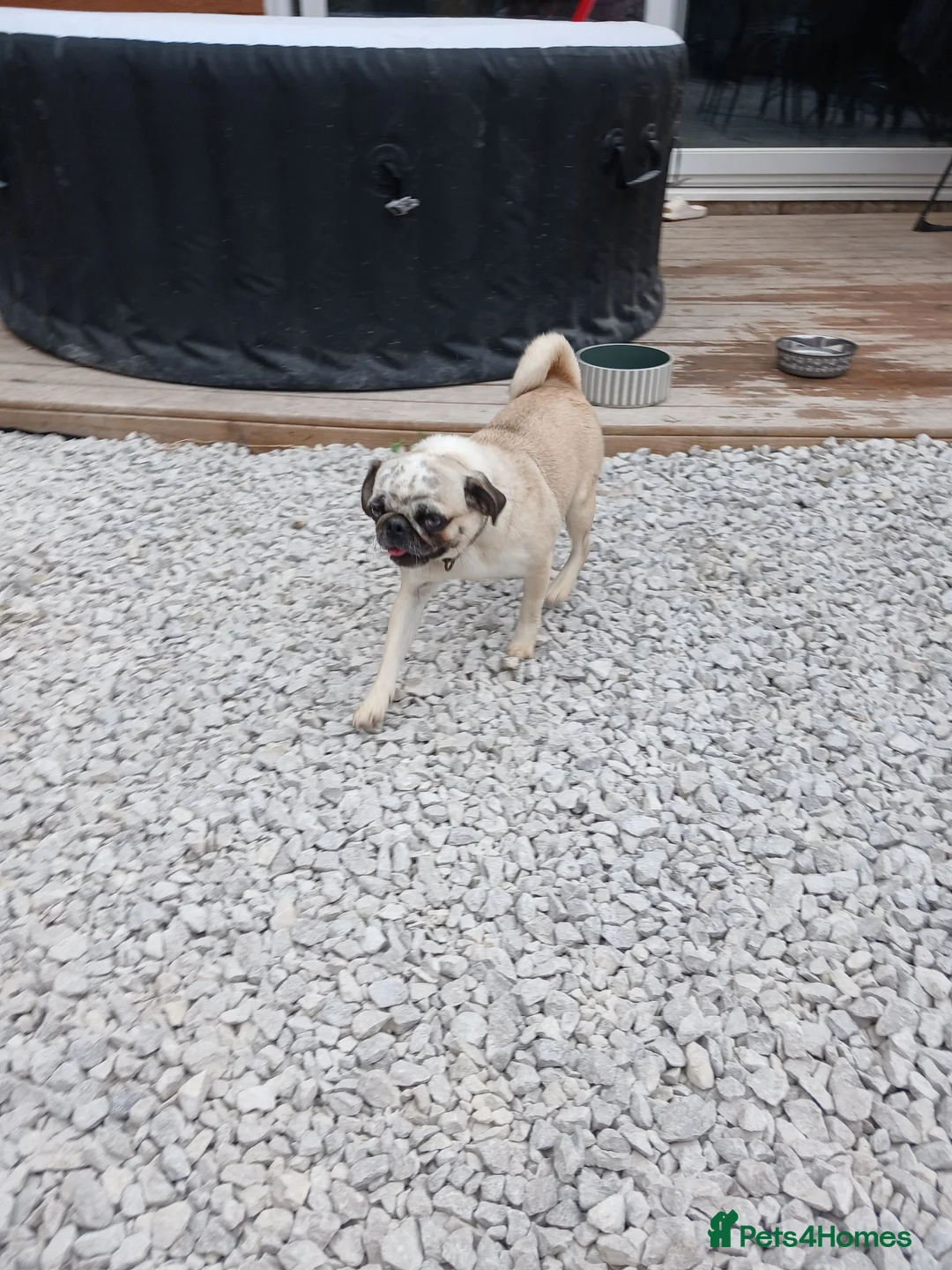 Pug dogs for sale: KC Registered Female Merle Pug Carries Pink - Advert 13