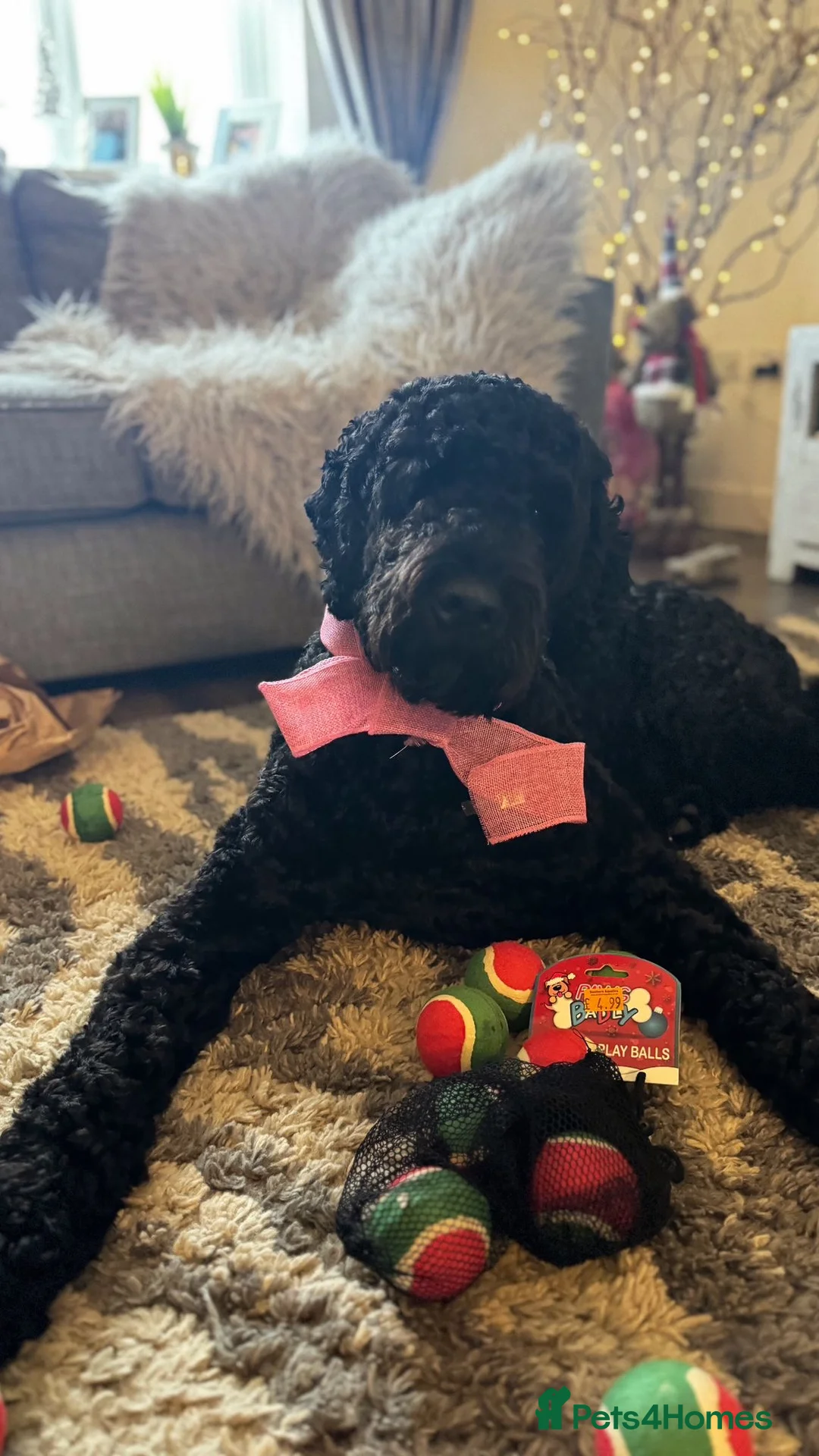 Labradoodle dogs for stud: Meet Leeroy, Our Handsome F3 Labradoodle! - Advert 4