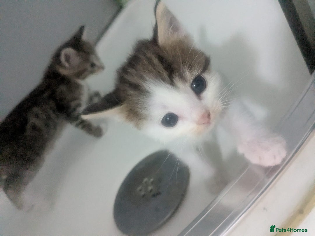 American Shorthair cats for sale: 2 x 8 week kittens available  - Image 4