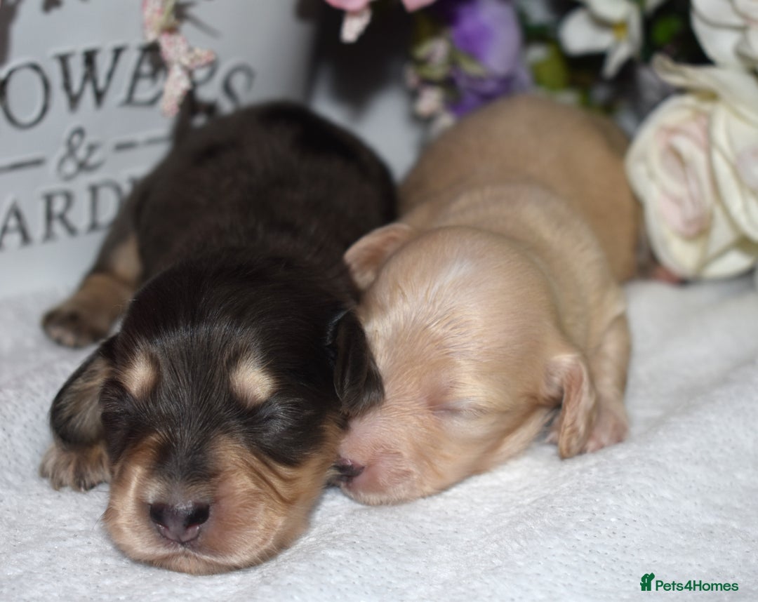 Miniature Dachshund dogs for sale: KC Long Coat Miniature Dachshund Puppies - Image 9