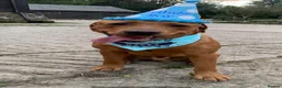 Borador dogs for sale: Collie x Labrador pups  in Llandrindod Wells - Advert 15