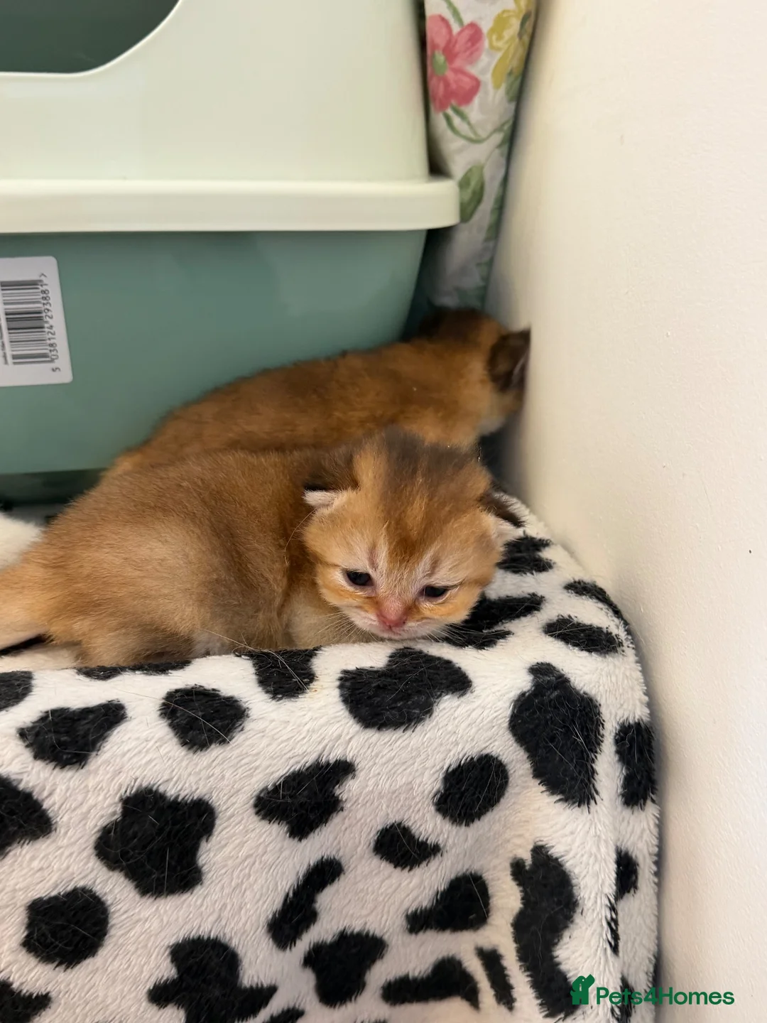 British Longhair cats for sale: BRITISH LONG HAIR NY12 GOLDEN SHADED & WHITE - Advert 2