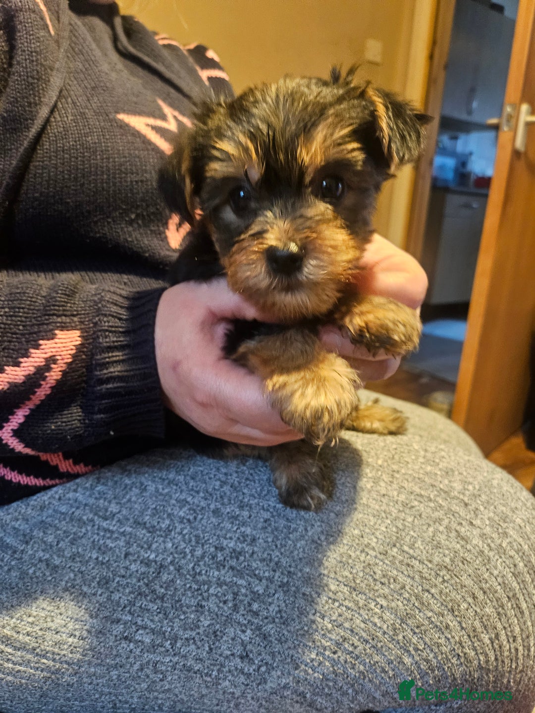 Yorkshire Terrier dogs for sale: Mini Yorkshire Terrier for Sale 2 boys 1 girl - Image 4
