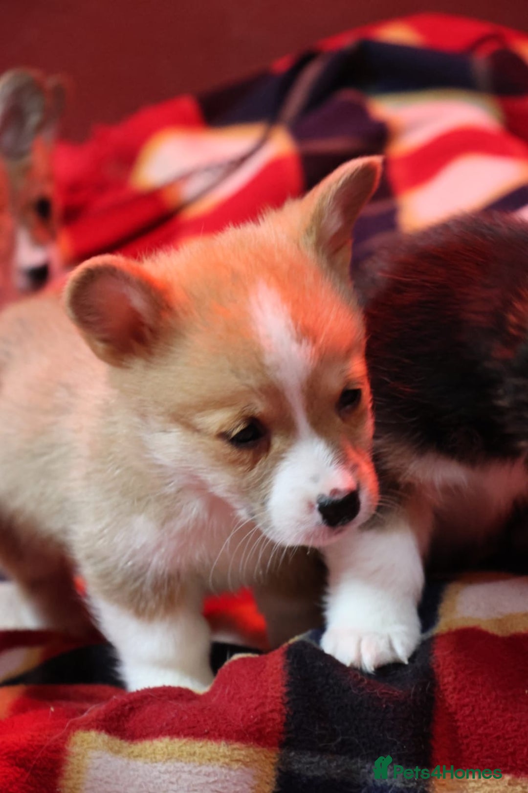 Welsh Corgi Pembroke dogs for sale: Champion bloodlines on both sides, great with kids - Advert 7