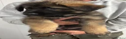 German Shepherd dogs for sale: German shepherd puppies  in Wisbech - Advert 3