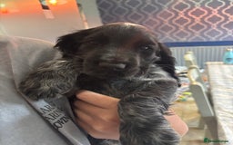 Cocker Spaniel dogs for sale: Show cocker spaniel pups  - Image 9