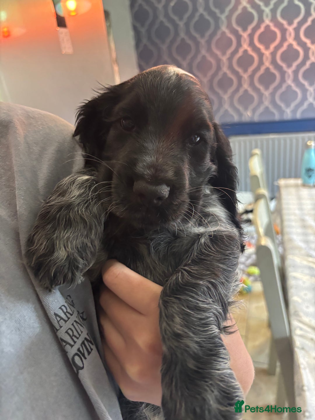 Cocker Spaniel dogs for sale: Show cocker spaniel pups  - Image 9