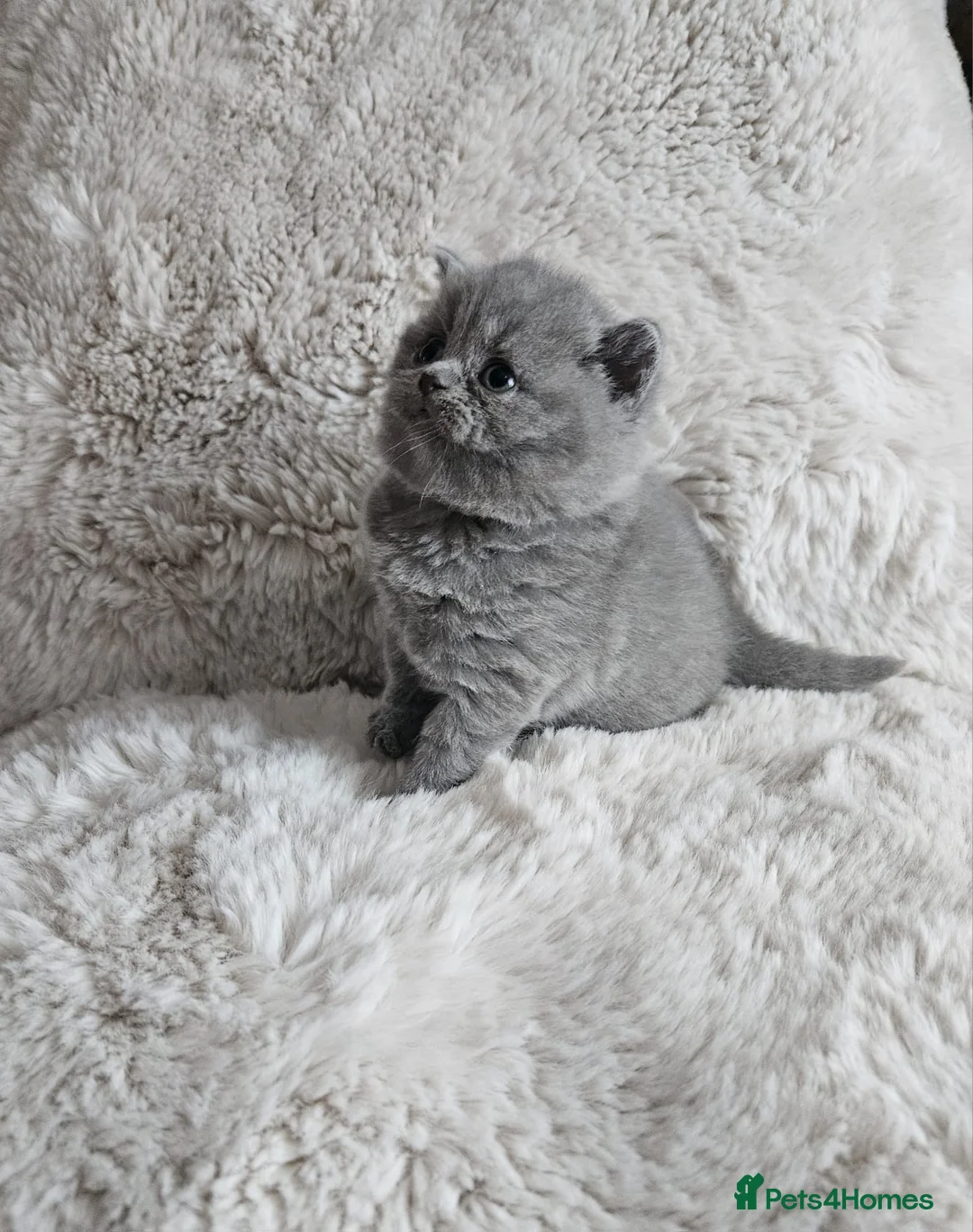 British Shorthair cats for sale: Gorgeous 4 week old health tested BSH - Advert 4
