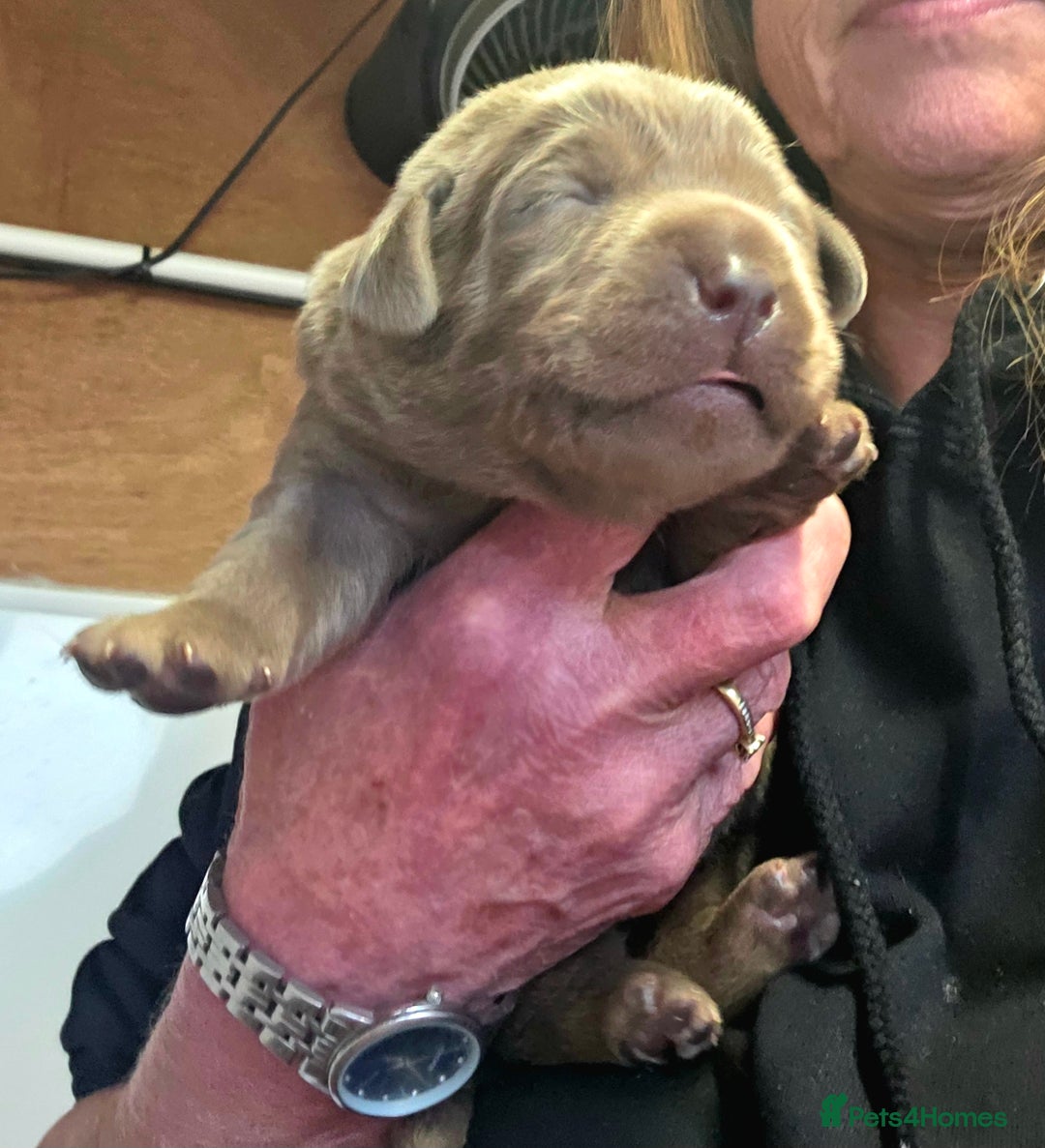 Labrador Retriever dogs for sale: Gorgeous KC Silver Labrador Puppies. - Image 9