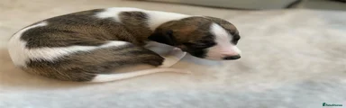 Whippet Puppy 3