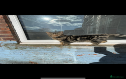 Bengal cats for sale: FREE BENGAL  - Image 2