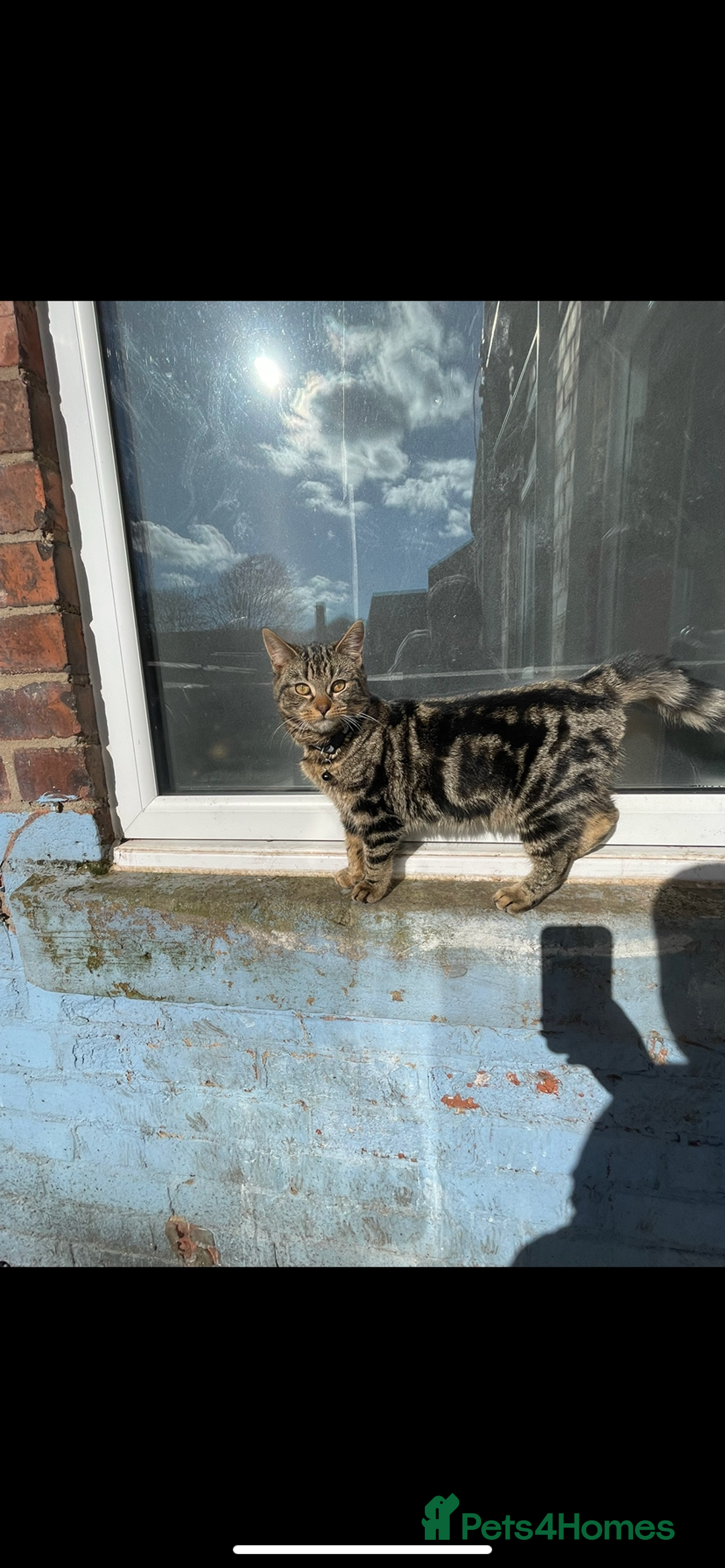 Bengal cats for sale: FREE BENGAL  - Image 2