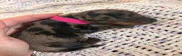 Miniature Dachshund dogs for sale: Beautiful cuddly miniature dachshund puppies  in Blackburn - Advert 5