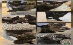 Mixed Breed cats for sale: 3 playful kittens  - Image 1