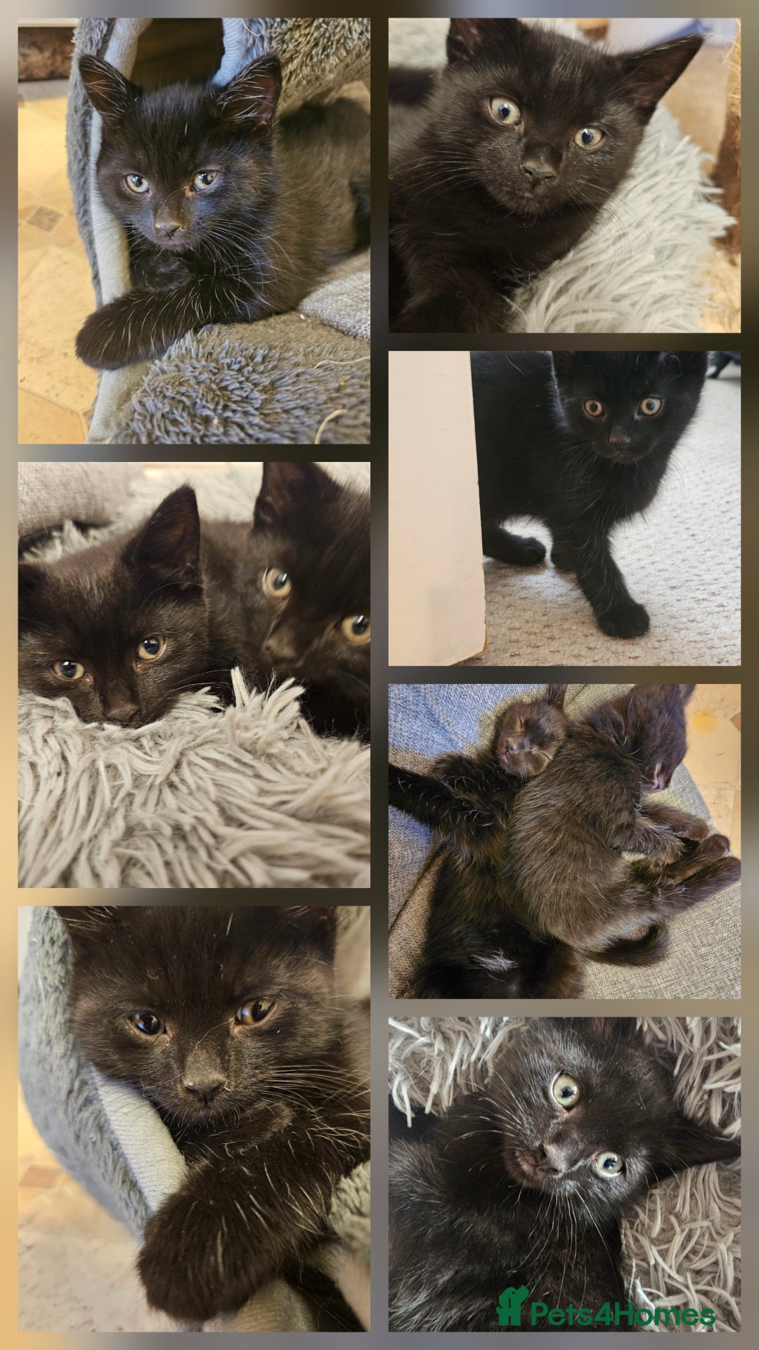 Mixed Breed cats for sale: 3 playful kittens  - Image 1