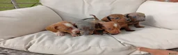Dachshund dogs for sale: Dachshund puppies in Kettering - Advert 2
