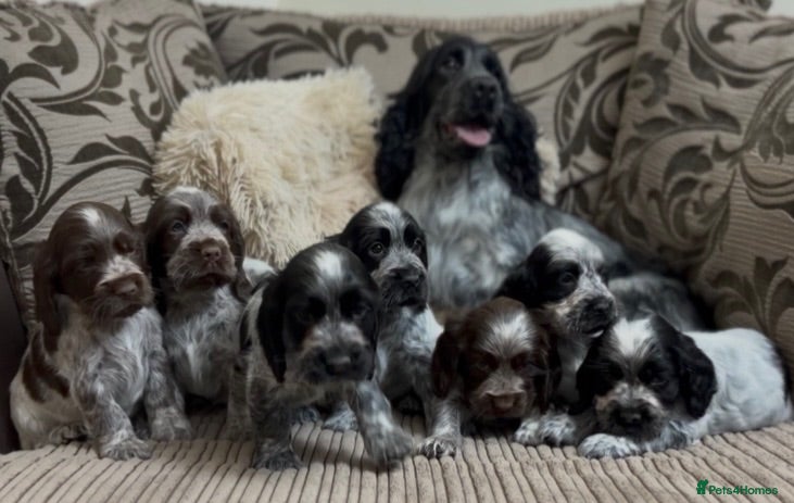 Cocker Spaniel dogs Gorgeous show type cocker spaniel puppies - Advert 1