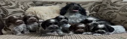 Cocker Spaniel dogs for sale: Gorgeous show type cocker spaniel puppies - Advert 1