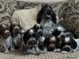 Cocker Spaniel dogs Gorgeous roan show type cocker spaniel puppies - Advert 1