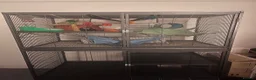 Rat rodents for sale: 2 female rats (1x straight coat 1x Rex) in Prenton - Advert 7
