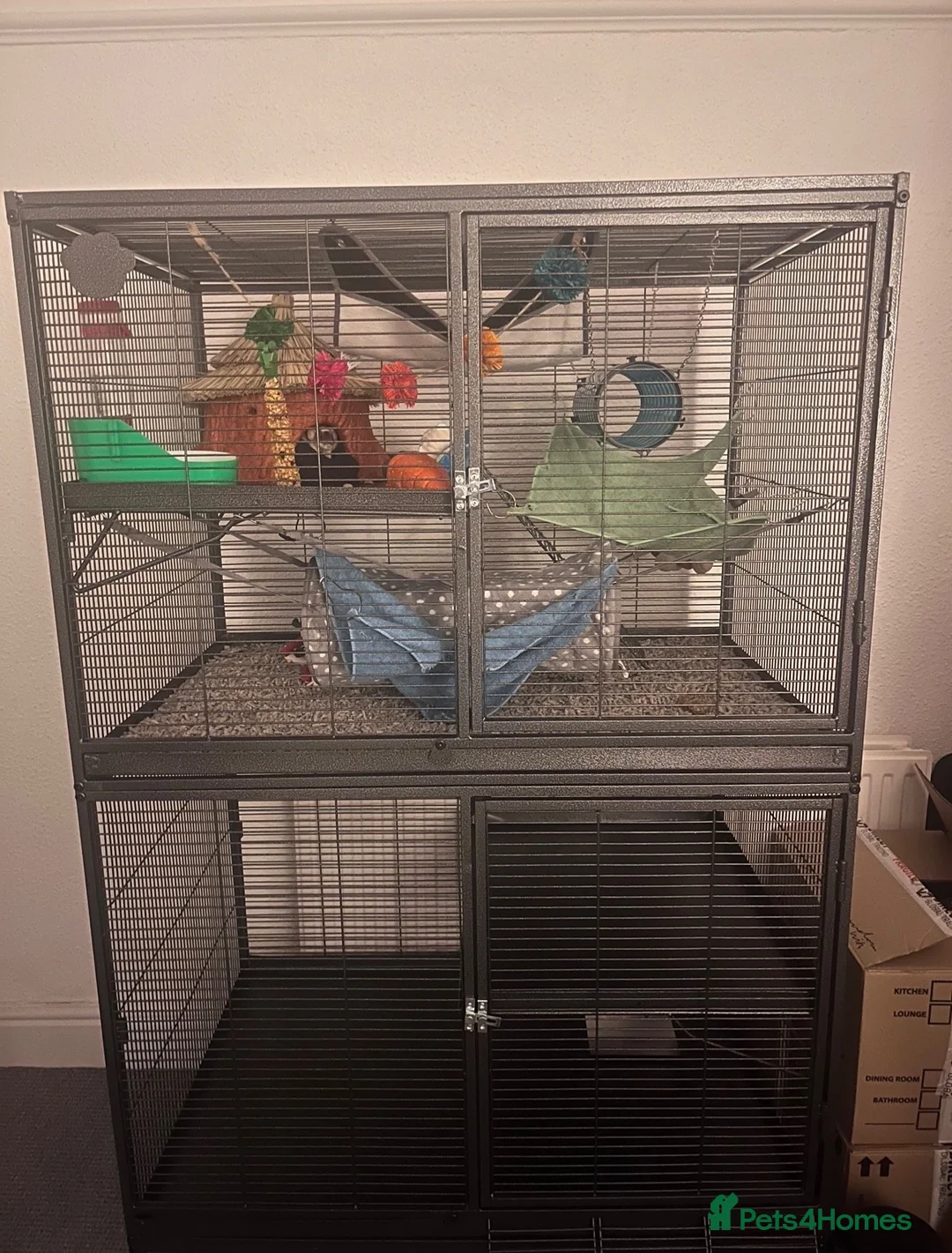 Rat rodents for sale: 2 female rats (1x straight coat 1x Rex) in Prenton - Advert 7