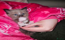 Ragamese cats for sale: 3/4 Ragdoll x 1/4 Siamese Kittens ♡ - Image 7