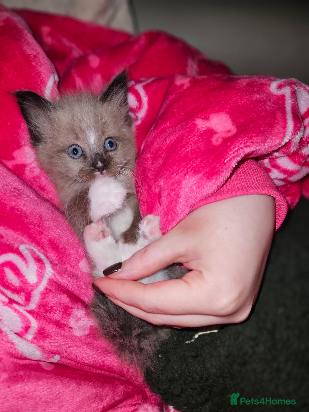 Ragamese cats for sale: 3/4 Ragdoll x 1/4 Siamese Kittens ♡ - Image 7
