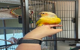 Conures birds for sale: Pineapple Green Cheek Conure - Image 4