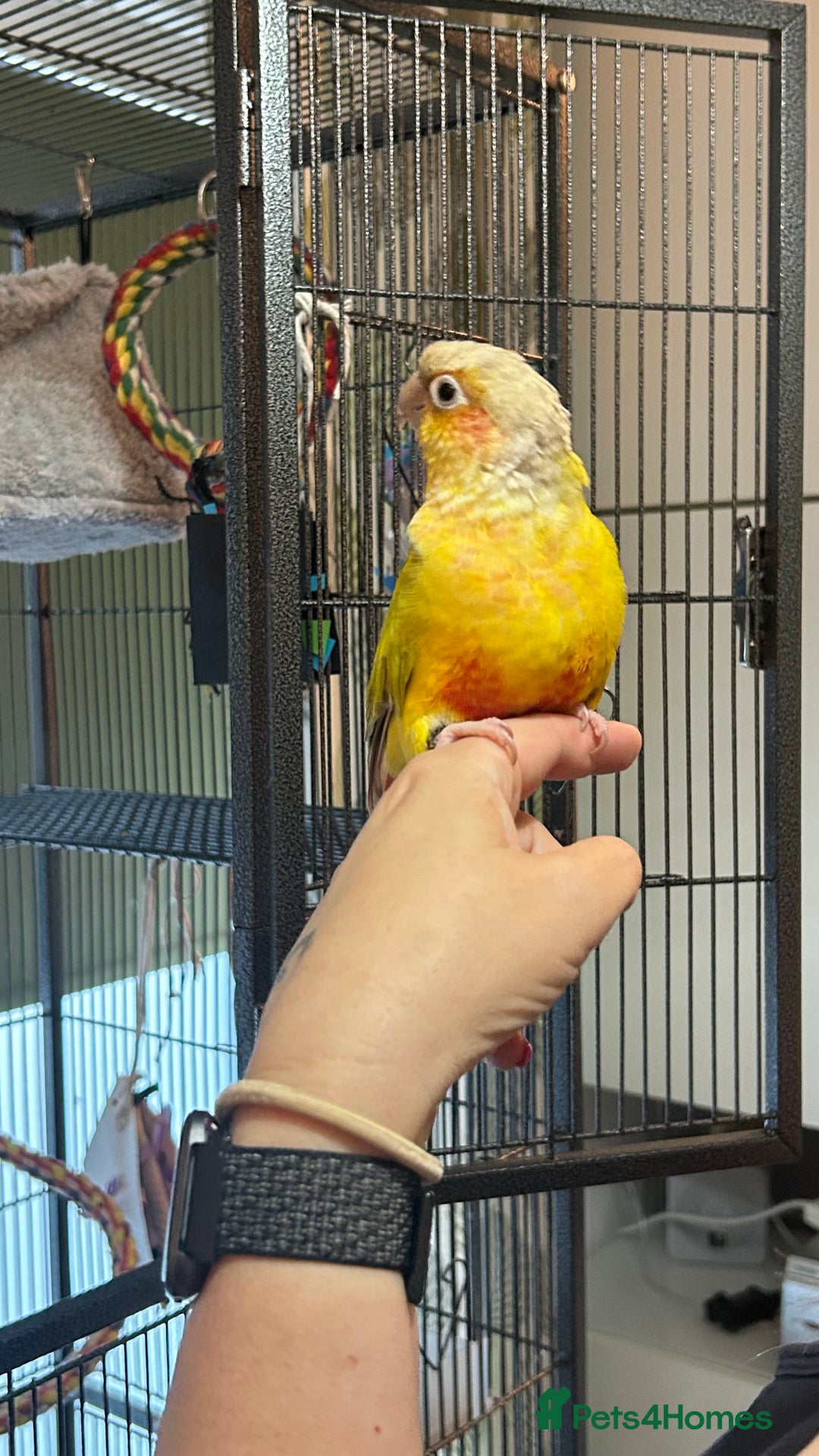 Conures birds for sale: Pineapple Green Cheek Conure - Image 4