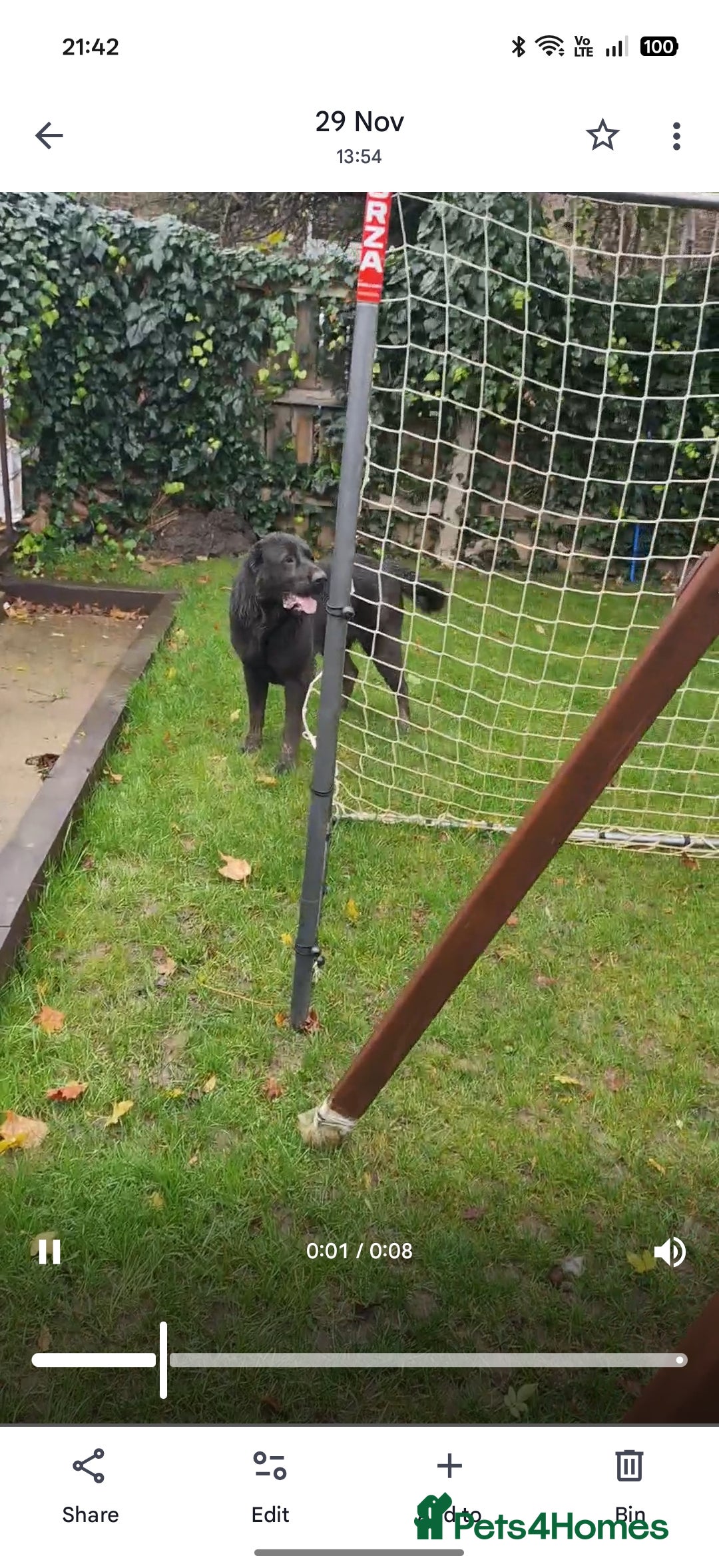 Central Asian Shepherd dogs for sale: Central Asian shepherd Re-home  - Advert 3