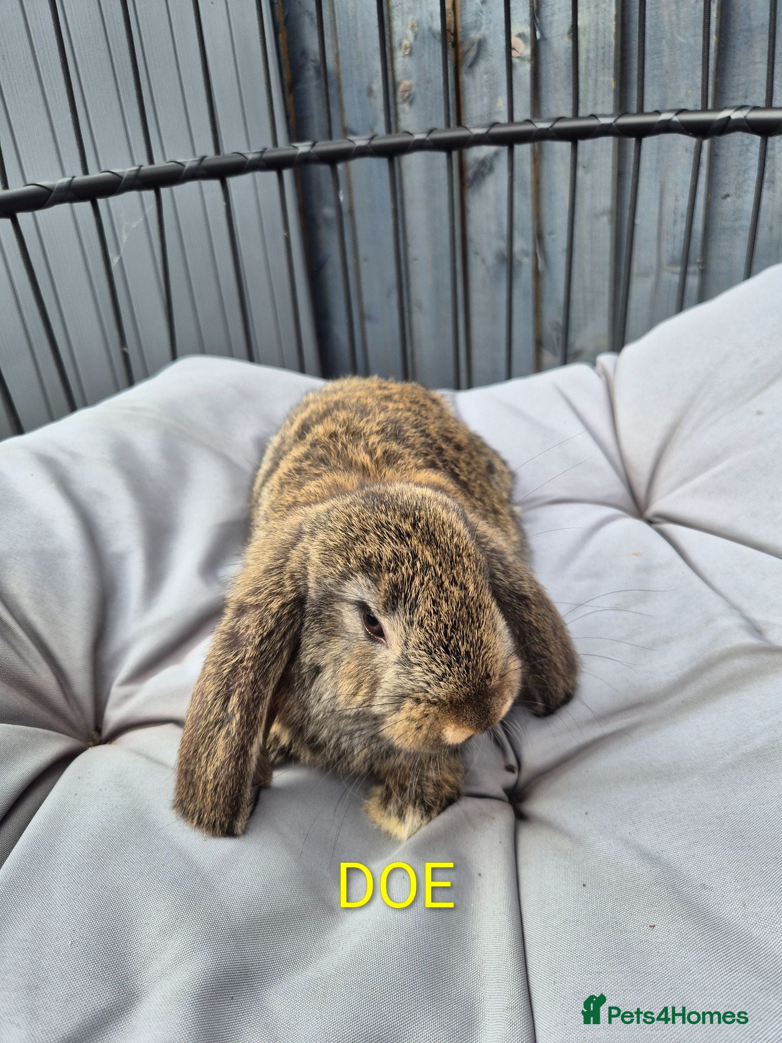 French Lop rabbits Beautiful baby french lops  - Advert 11