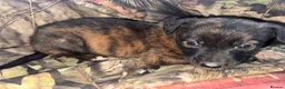 Belgian Shepherd Dog dogs for sale: Belgian malinos pups in Knottingley - Advert 13