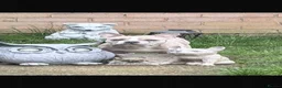 French Bulldog dogs for sale: Stunning French Bulldog puppies  - Advert 6