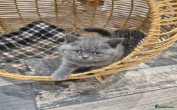 British Shorthair cats for sale: 1 Female British short-hair kitten LEFT  - Image 19
