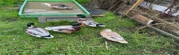 Ducks poultry for sale: 6 Miniature Apple yard hatching eggs - Advert 7