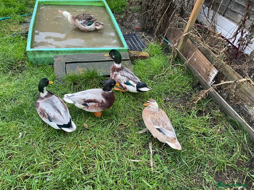 Ducks poultry for sale: 6 Miniature Apple yard hatching eggs - Advert 7