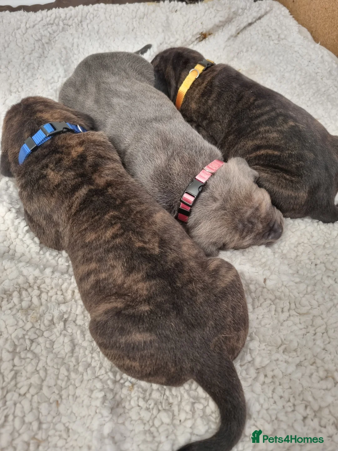 Cane Corso dogs for sale: ITALIAN CANE CORSO  - Advert 3