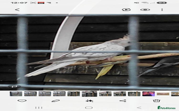 Cockatiels birds - Advert 3