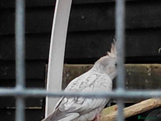 Cockatiels birds Young cockatiel for sale - Advert 7