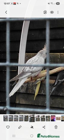 Cockatiels birds - Advert 3