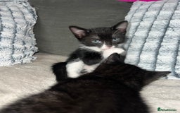 Domestic Shorthair cats for sale: Beautiful kittens looking for forever homes🩷💙🐾 - Image 12