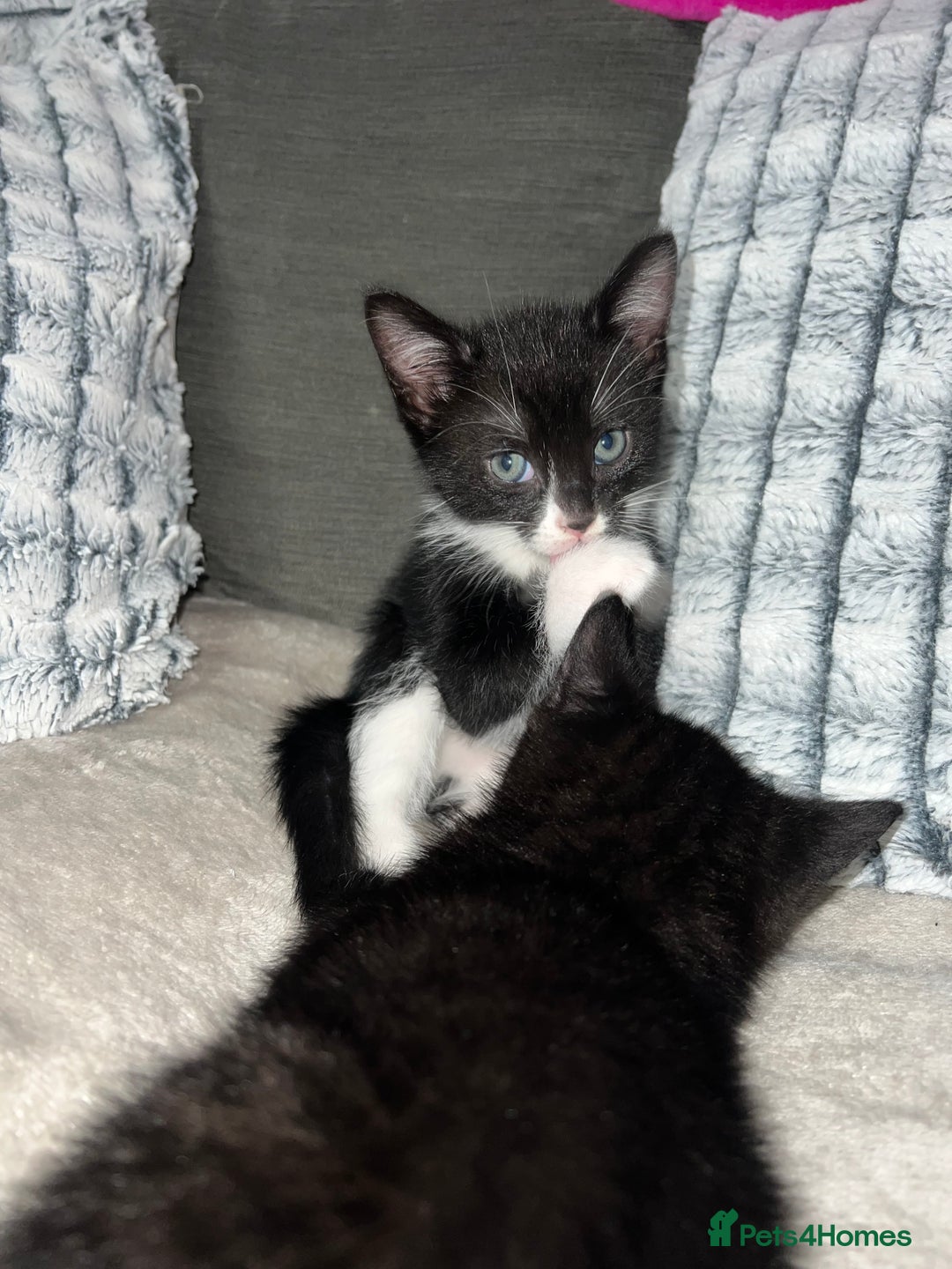 Domestic Shorthair cats for sale: Beautiful kittens looking for forever homes🩷💙🐾 - Image 12