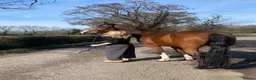 Irish Sports horses for sale: 16.1h 6 year old mare  in Chorley - Advert 2