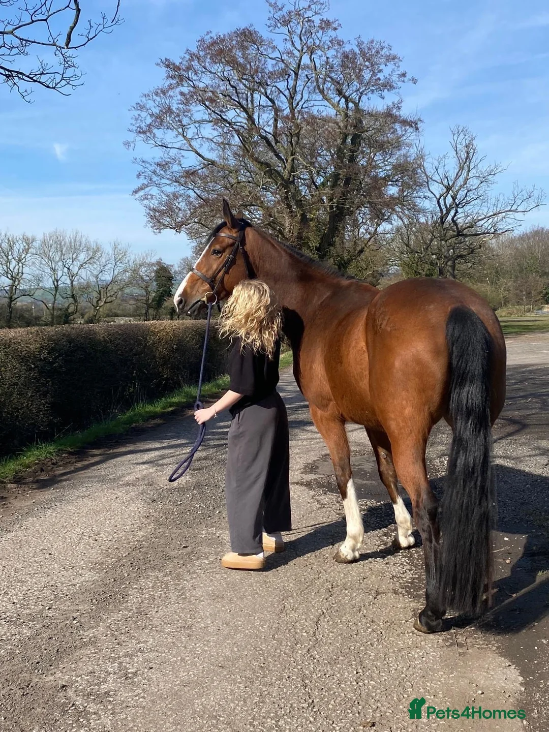 Irish Sports horses for sale: 16.1h 6 year old mare  in Chorley - Advert 2