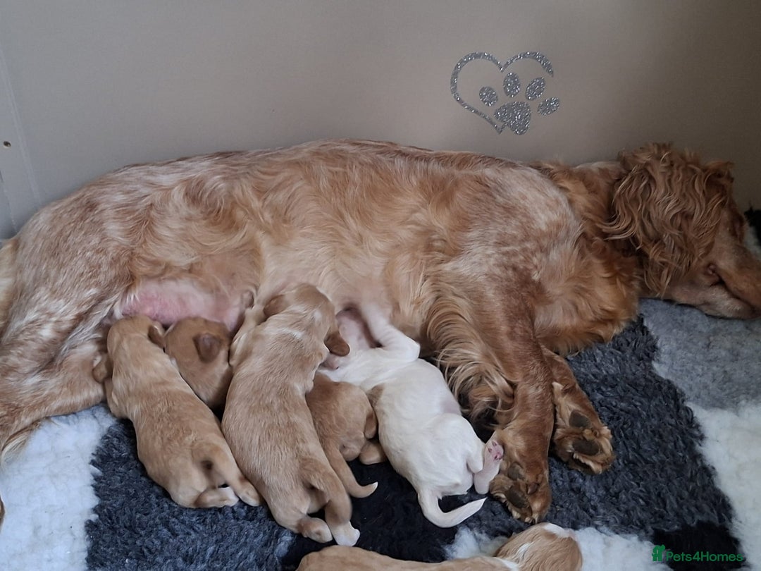 Cockapoo dogs for sale: F1B 5 STAR HEALTH CHECKED STUNNING COCKERPOOS  - Image 11