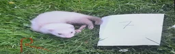 Ferret rodents for sale: Baby ferrets looking for forever homes🏡 - Advert 14