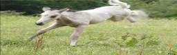 American Quarter horses for sale: Quality Part Bred American Quarter Horse in Romsey - Advert 3