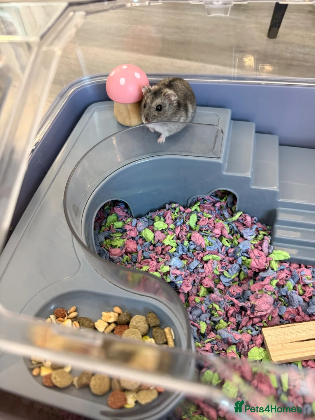 Hamster rodents for sale: Dwarf hamster with house, food and bedding  - Advert 2