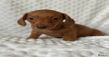 Miniature Dachshund dogs - Advert 3