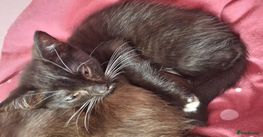 Mixed Breed cats - Advert 11